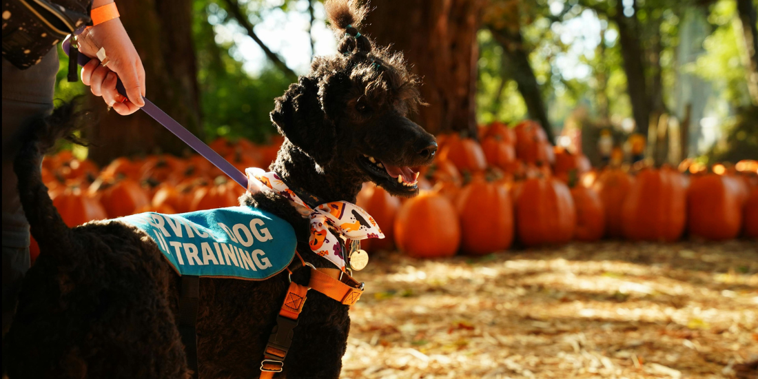 Poodle in a "service dog in training vest" at a pumpkin patch.