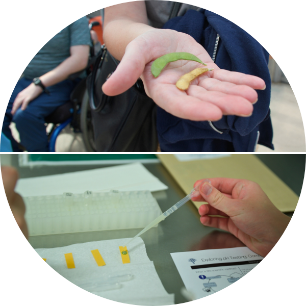 Donald Danforth Plant Science Center. Student holding two bean pods, one bright green and one yellow. Students using a pipette to test pH levels in an activity.